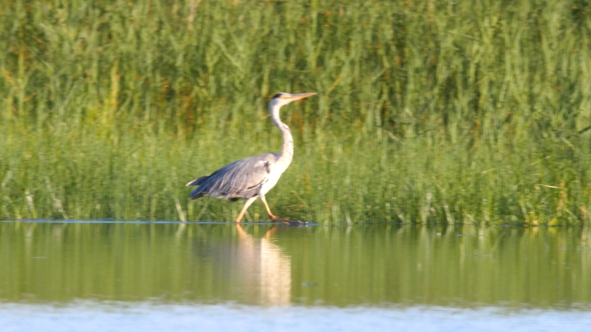 Grey heron, Ardea cinerea, running and catching a fish in a salt marsh habitat