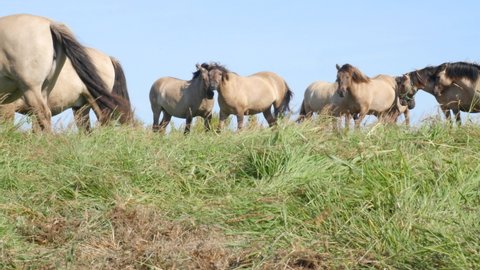 Herd of Koniks, Polish primitive horses, used for grazing in Beka Nature Reserve as part of active conservation. Slider shot.