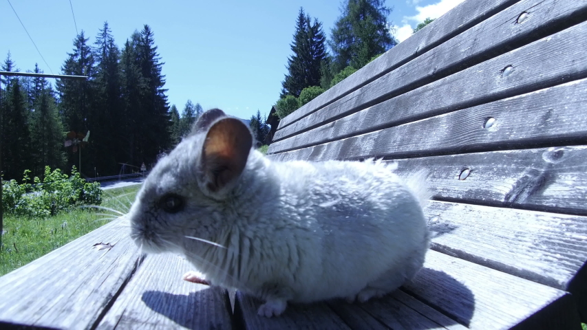 gray chinchilla on a bench and teenage girl