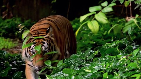 Iconic Bengal tiger or Indian Tiger going through tropical jungles. Predatory member of the cat family in wilderness. Striped dangerous hunter exploring forest area. Wildlife scene with amazing animal