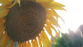 Yellow sunflower in the sun flare close-up Video HD