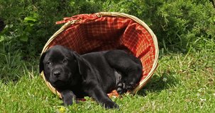 Black Labrador Retriever, Puppy Playing in a Basket, Normandy, Slow Motion 4K