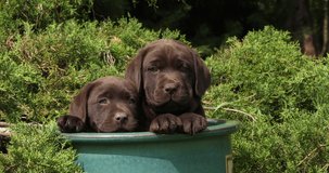 Brown Labrador Retriever, Puppies Playing in a Flowerpot, Normandy, Slow Motion 4K