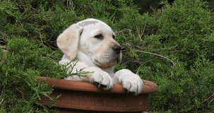 Yellow Labrador Retriever, Puppy Playing in a Flowerpot, Normandy, Slow Motion 4K
