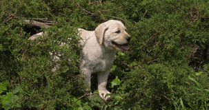 Yellow Labrador Retriever, Puppy in the Vegetation, Normandy, Slow Motion 4K