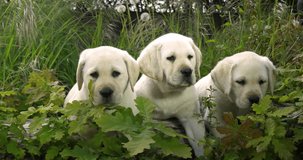 Yellow Labrador Retriever, Puppies in the Vegetation, Normandy in France, Slow Motion 4K