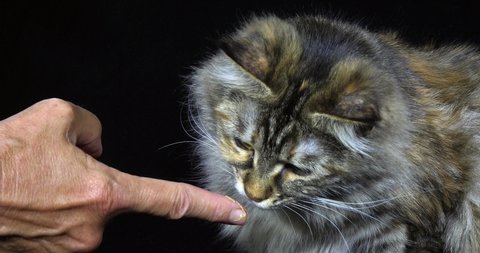 Tortie Maine Coon Domestic Cat, Portrait of a Female Licking Her Mistress's Finger on Black Background, Normandy, Slow Motion 4K