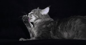 Blue Blotched Tabby Maine Coon Domestic Cat, Female laying against Black Background, Licking, Normandy in France, Slow motion 4K