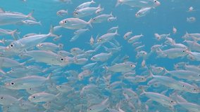 Swimming in the fish vortex. School of tropical fish (Bigeye scad, Selar crumenophthalmus) in the blue ocean. Underwater video from scuba diving with marine life.