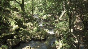 View of a forest with a river. Tranquil scene. Flowing water. real time video