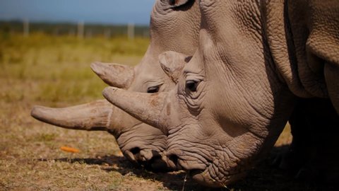 Nanyuki, Kenya - July 11, 2019: The last two Northern White Rhinos on Earth. Najin and Fatu. Shot at 100 frames per second.