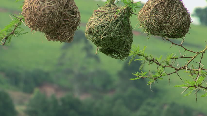 Cape weaver building nest.