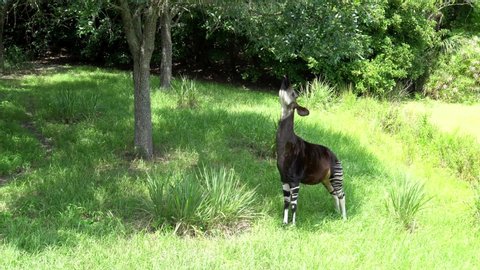 Okapi eating out of tree. Using it's tongue to grab the tree branches to get to the leaves. 