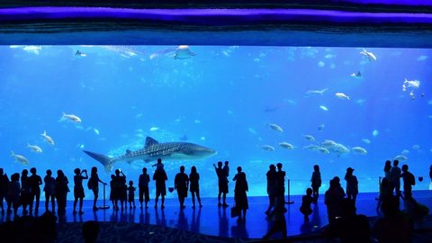 Zhuhai, China: September 23, 2018: Tourists in front of the world's largest aquarium at Chimelong Ocean Kingdom resort, which is the 11th most visited theme park in the world.