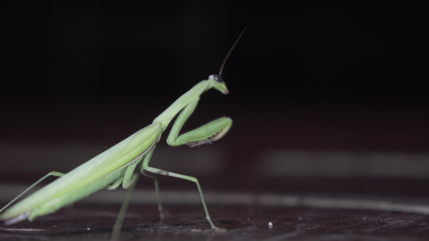Close up of Praying Mantis with ants in interior brown wood floor. Full body of Mantis Religiosa with artificial lights. Green insenct