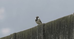 Hungry Sparrow on the wall