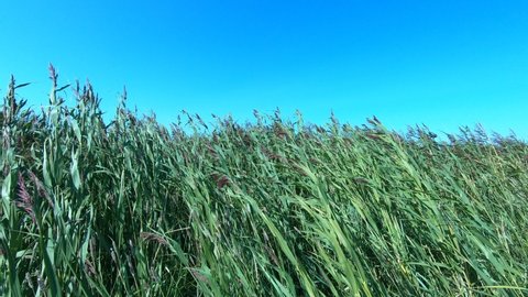 wind shaking the grass, wind shakes cats tail grass with blue sky in the background, cats tail grass in the wind, green sea grass in the wind