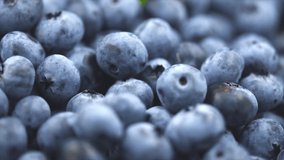 Blueberry background. Ripe and juicy fresh picked blueberries rotate backdrop, closeup. Organic Blue berries rotation, macro shot. Vegan sweet food, market. Slow motion 4K UHD video