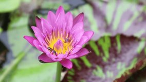 Slow motion footage of a bee collecting pollen from a blooming water lily flower or lotus in the outdoor pond.