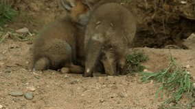 Red fox cubs playing infront of den, wildlife - vulpes vulpes - UHD/4K stock video
