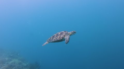 A Green Sea Turtle (Chelonia Mydas) on a tropical coral reef in the Philippines
