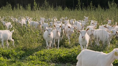 Goat farm. Livestock and breeding animals in the countryside. Rearing animals for milk and meat