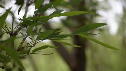 Olive Green Tree Leaves Growing Stock Footage Video 100 Royalty Free 14262590 Shutterstock