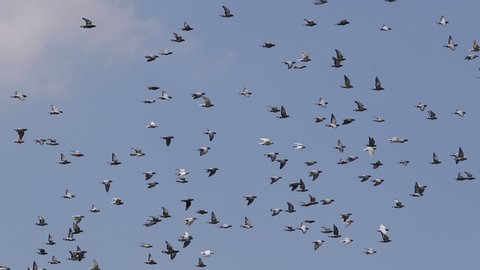 flock of speed racing pigeon flying 