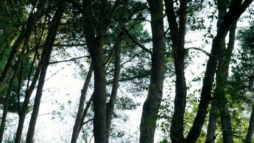 Funicular moving on cable car to Montjuic mountain behind the trees. City view of Barcelona. Spain. Europe. 4K