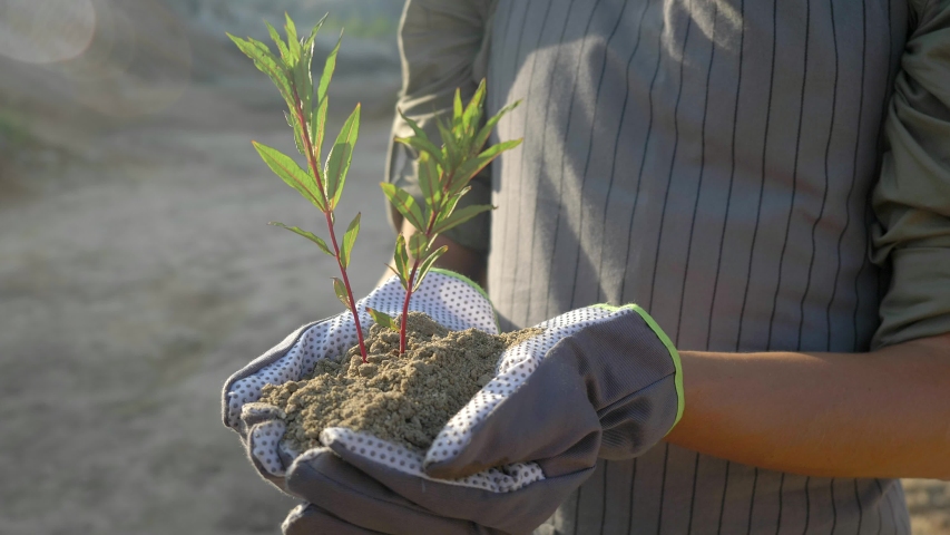 Male farmer holding young tree plant in hands, drought landscape on the background. Climate change, lack of fresh drinking water, deforestation. Ecology concept, environment. food crisis Royalty-Free Stock Footage #1033775432