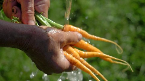Female farmer hands washing carrots., fresh crops,  organic farming. Vegetables growing in garden, spring. Farmer's market, Organic Farming, Farm Harvest, Crop  vegetables, natural clean fresh product
