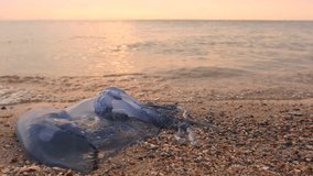 Tourist is passing by carcass of dead huge blue jellyfish, walking barefoot through shallow sea water. Photo - JPEG video codec