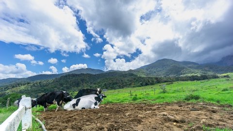 SABAH, MALAYSIA - JULY 07, 2019: Cows and cloud movement with 4K resolution