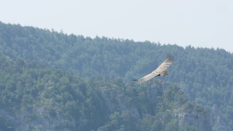 Griffon vulture flying with forest in background France gorges du Tarn