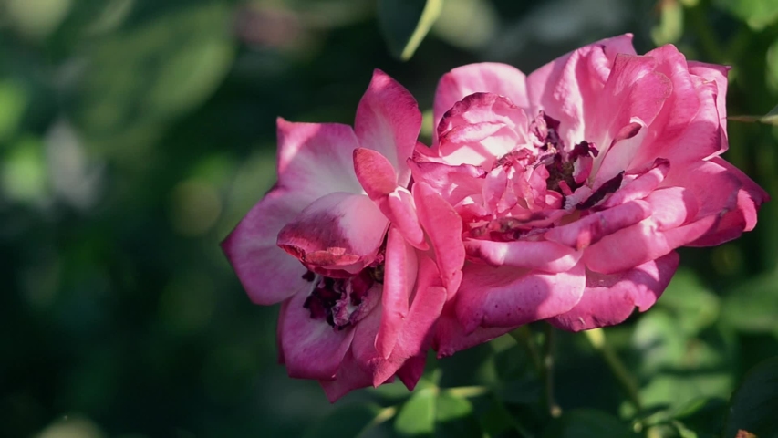 Eautiful rose flower and persistent bumblebee
