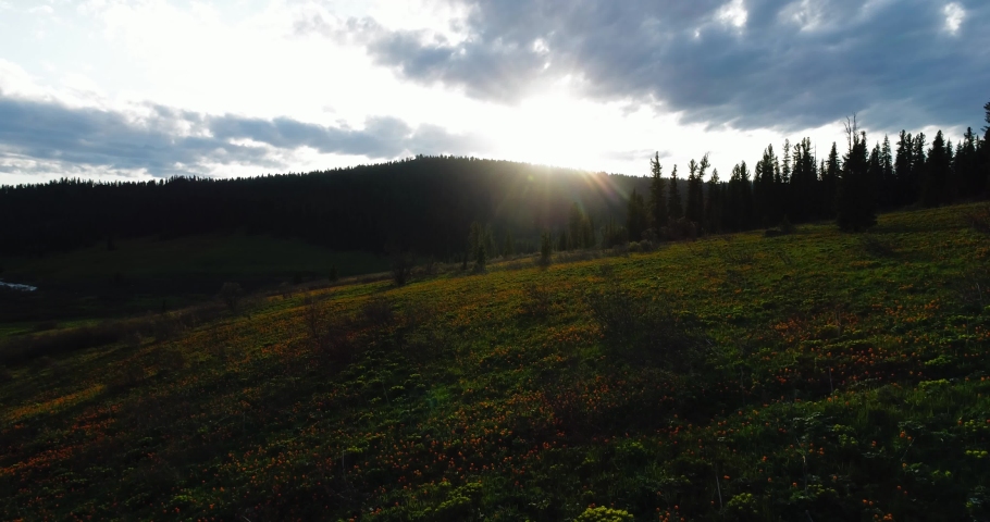Alpine landscape. Meadow flowers. Trollius europaeus. A huge meadow of flowers. Carpet of flowers. Spring in the mountains. Siberian taiga. Sayan Mountains. Western Sayan, Ergaki mountains. Siberia. 