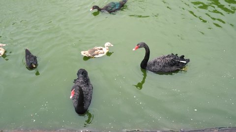 Two black swans at the water's edge. Black swans swim together. Black swans preen their feathers