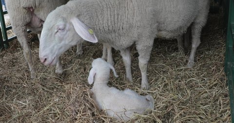 One Newborn Lamb Laying Down at Farm With Ewe