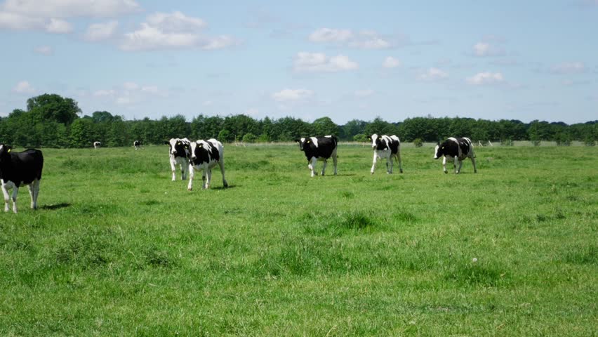 Cow Herd Running Through Image Stock Footage Video (100% Royalty-free 