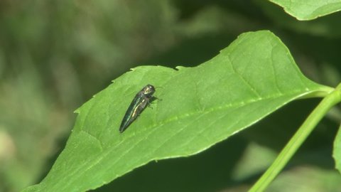 Emerald Ash Borer EAB insect sitting on leaf, moves to stem