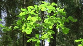 Oak (Quercus robur) growing in forest in morning sunlight. Full HD video