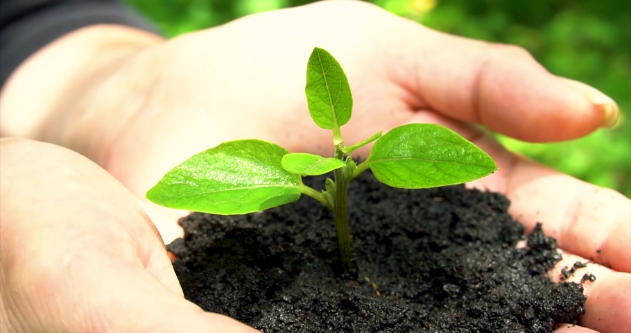 royalty free woman hand holding a little green tree plant top 5793206 stock video imageric com imageric com