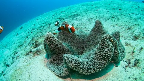 A family of red Saddleback Clownfish in their host anemone on a tropical coral reef in the Philippines