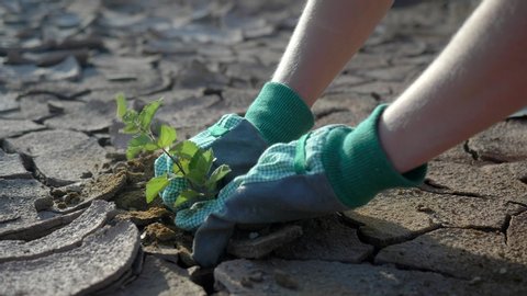 Drought concept: dry cracked soil with green plant. Farmer hands planting young tree in desert, spring . Climate change, environmental disaster, death  plants, soil degradation, desertification, earth