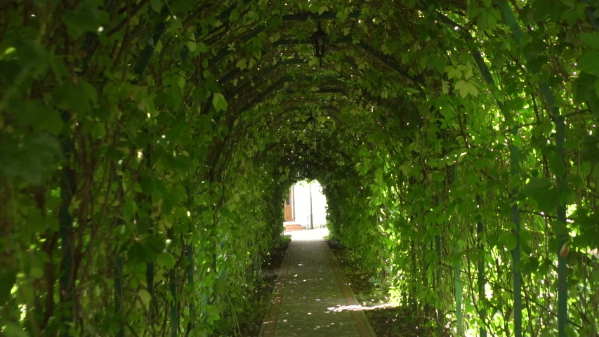  Green tunnel. Beautiful green garden tunnel