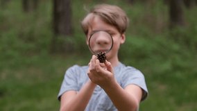 Happy smiling kid exploring pine cone using magnifying glass while standing in summer pine forest outside. Real time full hd video footage.