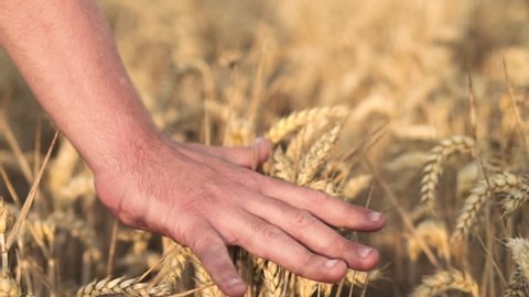 Hands of farmer close up touching wheat ear at sunset, agriculture concept . 