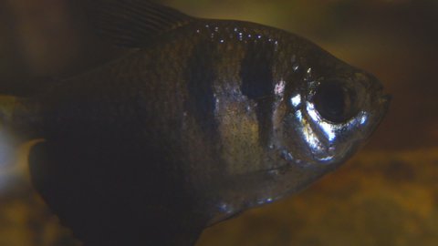 Tropical fish Black Skirt Tetra in the aquarium. Gymnocorymbus ternetzi