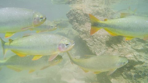 Diving underwater of a river and seeing a shoal of large Piraputanga fishes swimming on transparent water of a river at the touristic destination of Bonito MS, Brazil. Shoal of Piraputanga fishes.