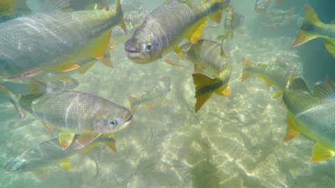 Underwater view of a shoal of large Piraputanga fishes swimming on transparent water of a river at the touristic destination of Bonito MS, Brazil. Shoal of Piraputanga fishes.
